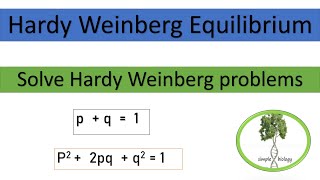 Hardy Weinberg Equilibrium how to use Hardy Weinberg Equation to calculate allele frequency [upl. by Noam868]