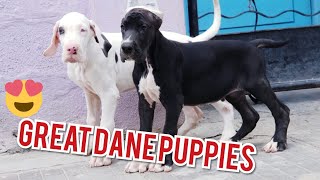 Great Dane Puppies Available Both European amp American Lines Black Fawn Marle amp Harle Great Danes [upl. by Synned836]