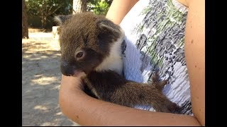 Heart Warming Moment Mum amp Joey Koala Reunite [upl. by Coates]