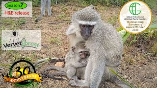 Another thrilling integration as 4 little orphans join the troop with a Foster monkey moms [upl. by Sedgewake]