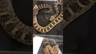 Rattlesnake Shedding Its Skin Timelapse shorts [upl. by Gamages]