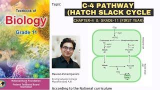 C4 Pathway in Plants  Hatch Slack Pathway  Biology  Grade 11 Urdu Hindi English Federal Board [upl. by Alrrats728]