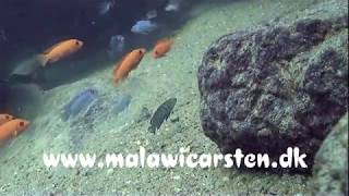 Maylandia estherae Minos Reef Mozambique [upl. by Bobbee754]