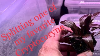 Cryptocoryne pontederiifolia red lips propagation [upl. by Paten]