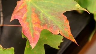 Verticillium Wilt on Trees [upl. by Ulrikaumeko]