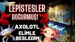 LEPİSTES VE AXOLOTL AKVARYUMU HAMİLE LEPİSTES DOĞURMUŞ HARİKA ORTAM D [upl. by Enelhtak356]