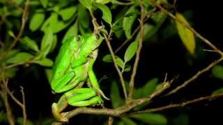 Anfibios y Reptiles del Uruguay [upl. by Kacy878]