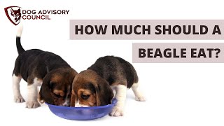 How Much Should a Beagle Eat All You Need To Know [upl. by Esenaj]