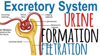 Urine formation and nephron filtration [upl. by Aba]