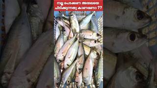 💥Traditional method of catching Bigeye Scad അയല Maldives anglingworld shorts shortvide [upl. by Atinna]