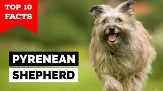 Pyrenean Shepherd  Top 10 Facts [upl. by Ardua]