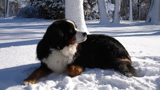 Understanding Bernese Mountain Dog and Canine Anemia [upl. by Glennie]