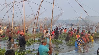 বাউথে মাছ ধরা গ্রামের হাজার হাজার মানুষ বিলে পলো দিয়ে মাছ ধরার উৎসব fishing videos fish bdfish [upl. by Ahsirtap]