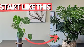 How to set up your Monstera for success [upl. by Corliss]