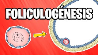 ✅ FOLICULOGÉNESIS ¿Qué son los FOLÍCULOS OVÁRICOS  EMBRIOLOGÍA HUMANA 📚 [upl. by Mercorr]