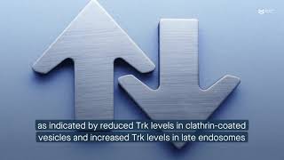 γEnolase enhances Trk endosomal trafficking to promote neurite outgrowth [upl. by Hnahym]