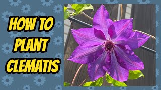 Planting Royal Cascade Clematis [upl. by Ahsauqram]