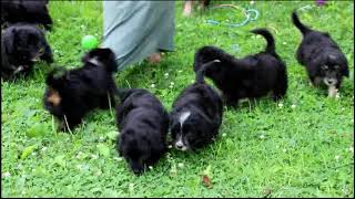 Bordoodle Puppies For Sale Daniel Fisher [upl. by Najram464]