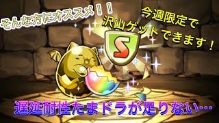 【パズドラ】遅延耐性たまドラが足りない…そんな方にも今週限定のチャンス紹介！！ [upl. by Berlauda]