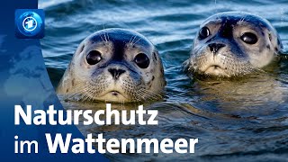 Wattenmeer 50 Jahre Naturschutzgebiete [upl. by Idnarb330]