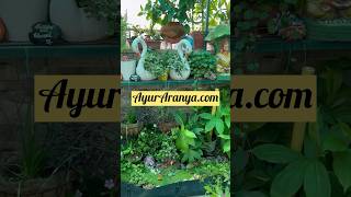 Black Turmeric  Health benefits of Black turmeric  Curcuma cassia viralshort youtubeshorts [upl. by Nihhi492]