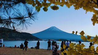 Fuji Kawaguchiko Autumn Leaves Festival  富士河口湖紅葉まつり [upl. by Socrates]