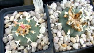 my cacti collection september 2011 [upl. by Ellenwahs82]