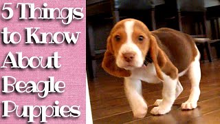 Things to know about Beagle Puppies [upl. by Sabine680]