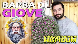 BARBA DI GIOVE PIANTA SUCCULENTA RICADENTE  DROSANTHMEMUM HISPIDUM [upl. by Zebadiah]