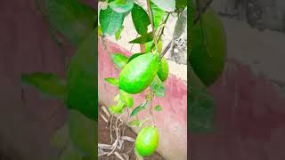 Lomon🍋 lomon🍋 gardening🥀 viralshort viralvideo ytviral ytshortsvideo shortvideo shortsviral [upl. by Nnainot]