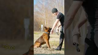 quotThe Belgian Malinois Chroniclesquot dog shorts 🐕‍🦺🐾 [upl. by Aistek]