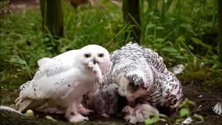 Snowy Owl family [upl. by Kary92]