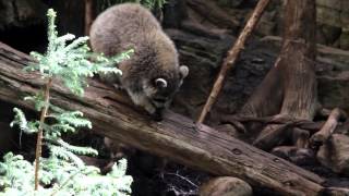 Biodôme de Montréal [upl. by Darleen]