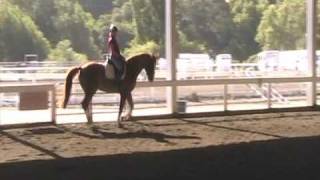 2009 Zena Dressage 5 tempi flying changes every 4th stride [upl. by Alleoj]