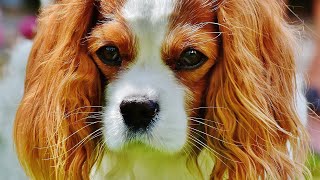 Top 20 Best Dog Breeds [upl. by Mariel]