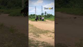 Horse racing video  ઘોડી પાટી દોડ kathiyawadihorse shortvideo horseriders horseracing kathiy [upl. by Ormond324]