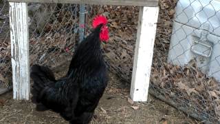 Jersey Giant Rooster Crowing [upl. by Carothers]