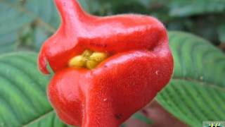 Psychotria Elata or Flower Lips  The Kissable Flower [upl. by Elinad]