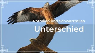 Rotmilan und Schwarzmilan sicher bestimmen  Der Unterschied [upl. by Aela428]