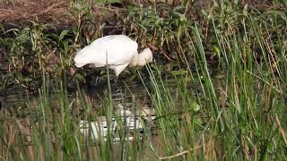 Royal Spoonbill Mundoolun Qld [upl. by Htebaras]