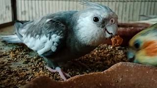 White face Male cockatiel updates🐦😍 [upl. by Adnirb]