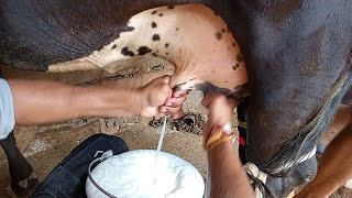 Cow Milking video milk dairy farm m kdairyfarm 6231 [upl. by Elysia166]