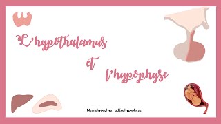 Lhypothalamus et lhypophyse Système endocrine [upl. by Yrad]