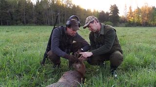 Om rådjur amp rådjursjakt  Jaktkunskap del 2 [upl. by Sema]