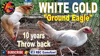 Ground Eagle  WHITE GOLD Throwback  Road to a MILLION in 5 years  p11 [upl. by Jud]