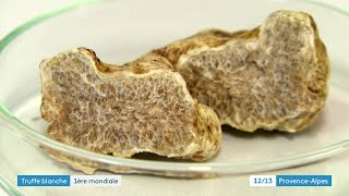 Première mondiale  la truffe blanche désormais produite en France [upl. by Ashia]