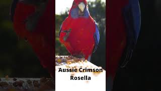 Aussie Crimson Rosella Parrot 🦜 [upl. by Gregory701]