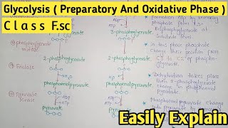 Glycolysis  Preparatory And Oxidative Phase  Class 11 Biology [upl. by Brunhilda]