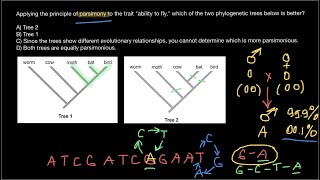 What is a Parsimony Method in Biology [upl. by Eylk]