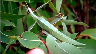 Phasmid  Giant Stick Insect  Leaf Insect  Tropidoderus childrenii [upl. by Eissirk]